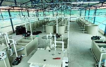 Paraprofessional Institute of Aquaculture Technology